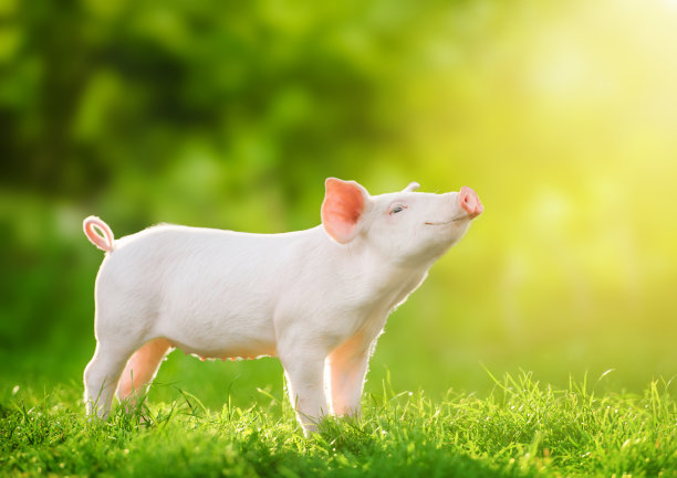 pig