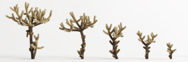 cholla