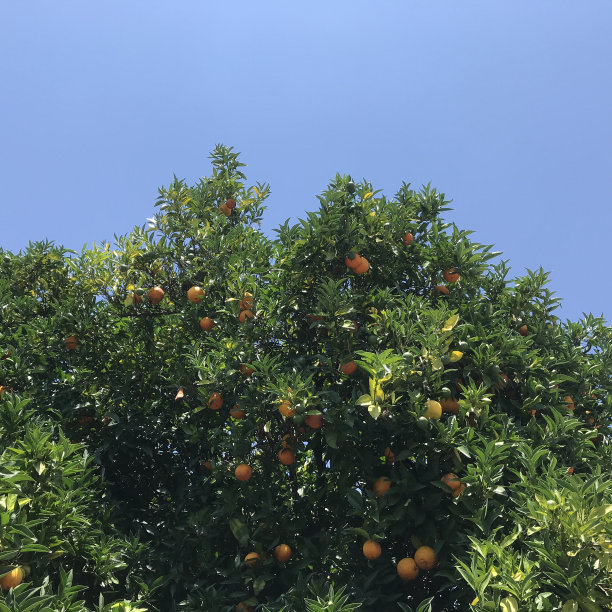 橘子详情页