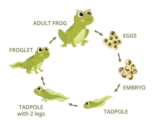 frog