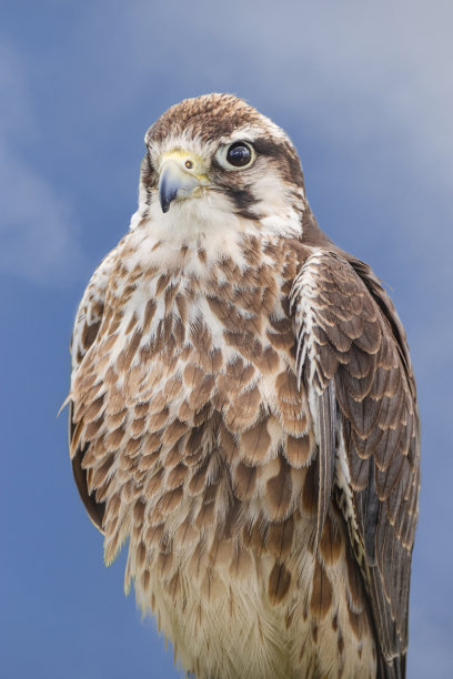 falcon
