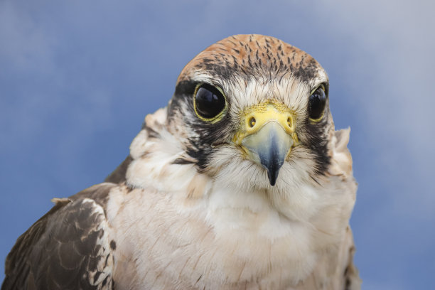 falcon