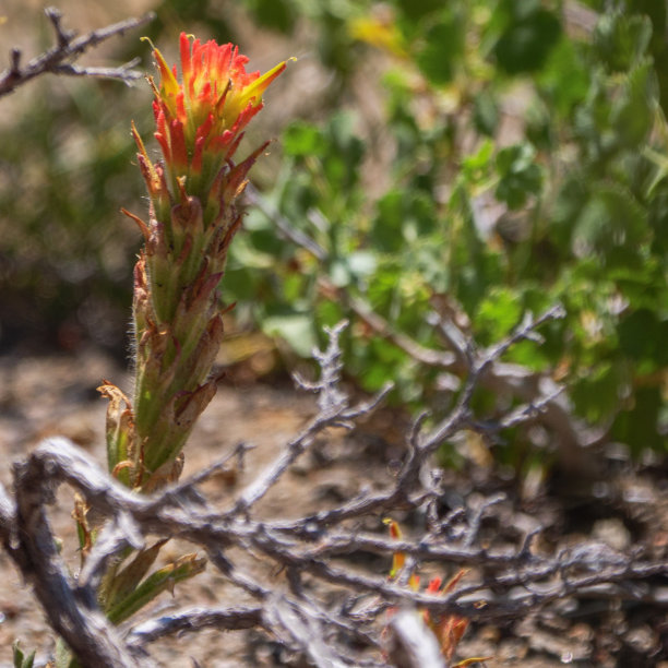 hawkweed