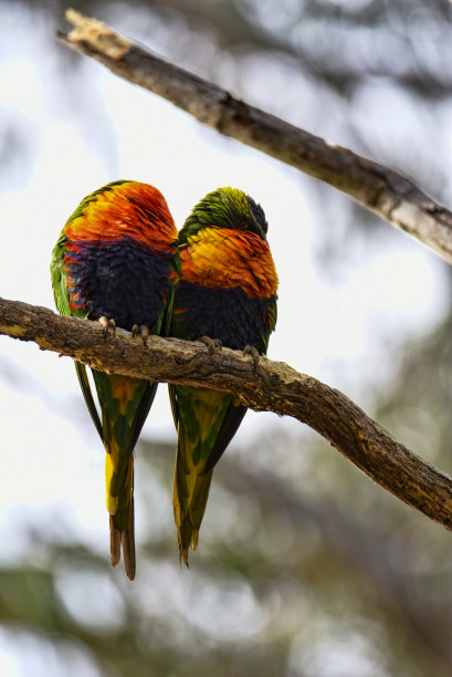 lorikeet