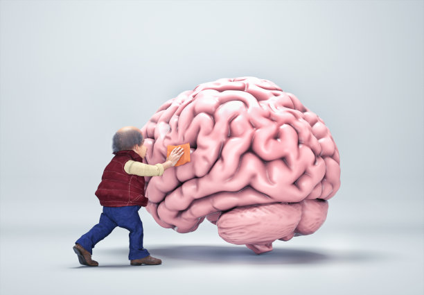 cerebrum