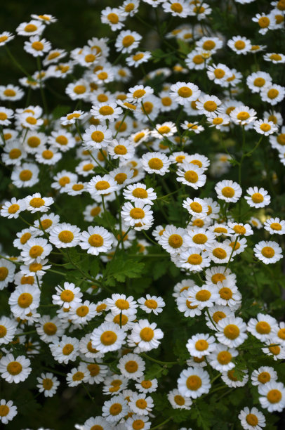pyrethrum