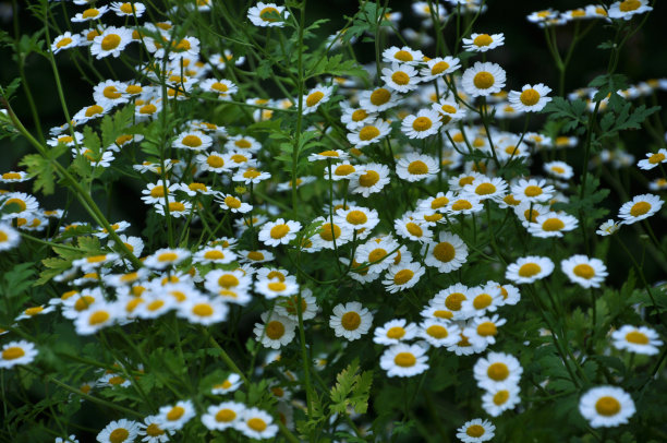 pyrethrum