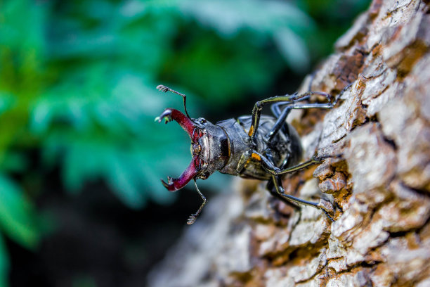 horned