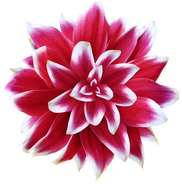 dahlia