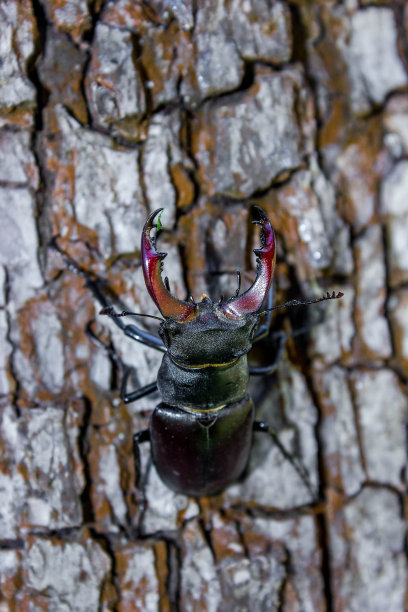 lucanus