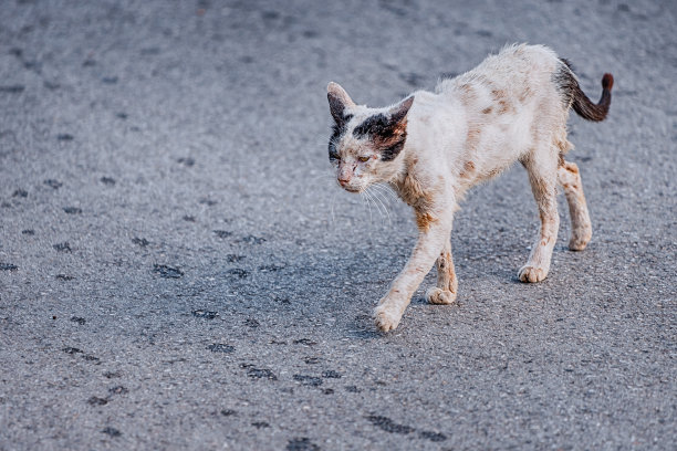 stray