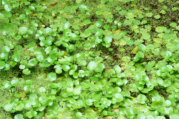fen