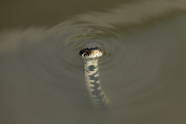 natrix