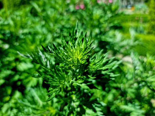 wormwood