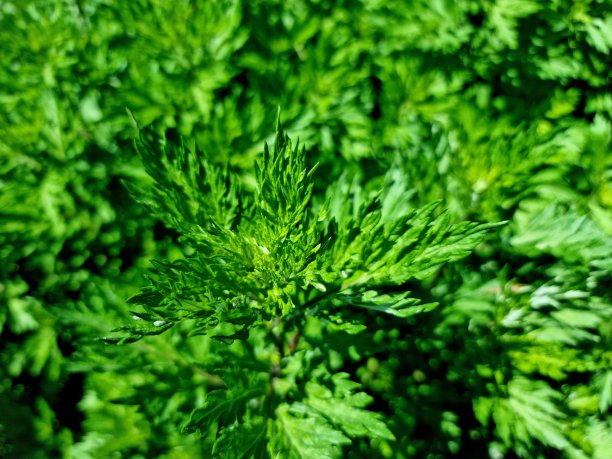 wormwood