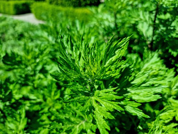 wormwood