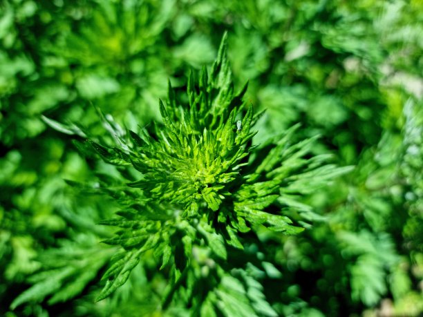 wormwood