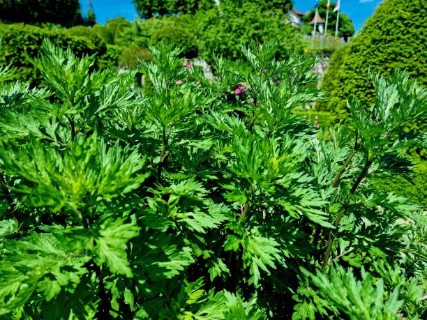 wormwood