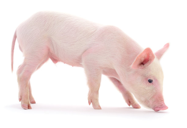 pig