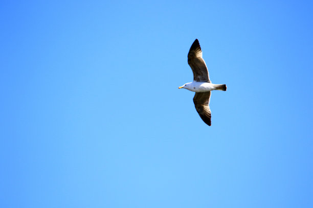 飞鸟蓝色大海壁纸