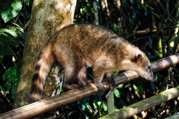 coatimundi