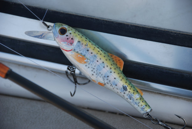 salvelinus