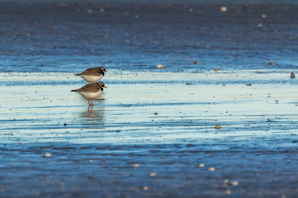 haematopus
