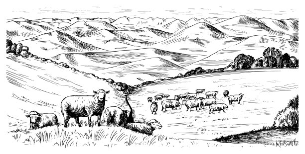 lamb