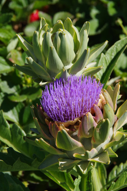 artichoke