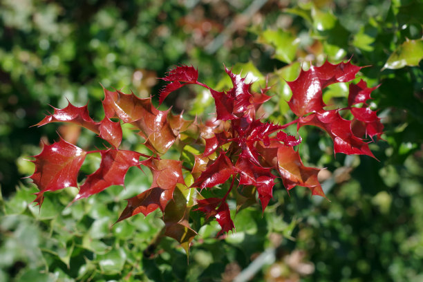 holly