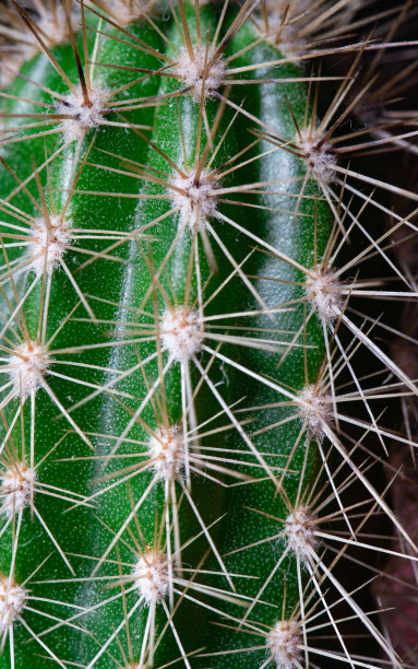 saguaro