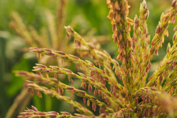 maize