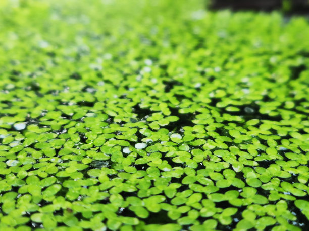 duckweed