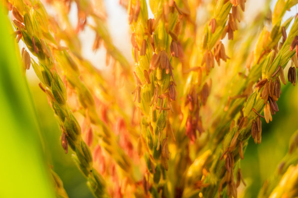 maize