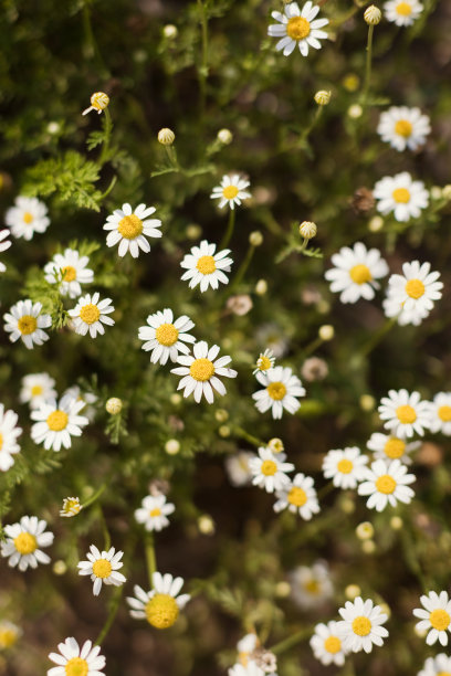 pyrethrum