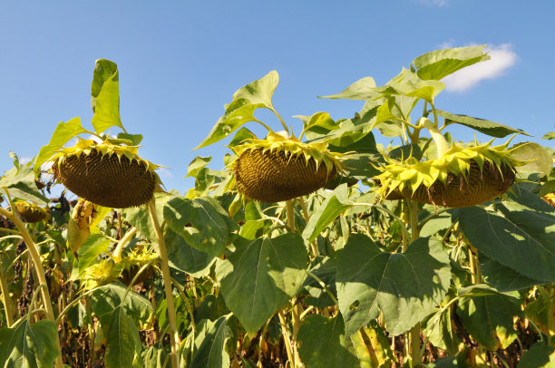 ripe