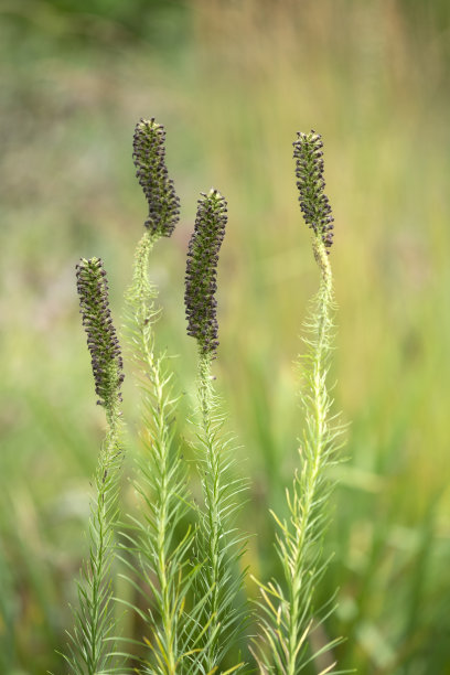 liatris