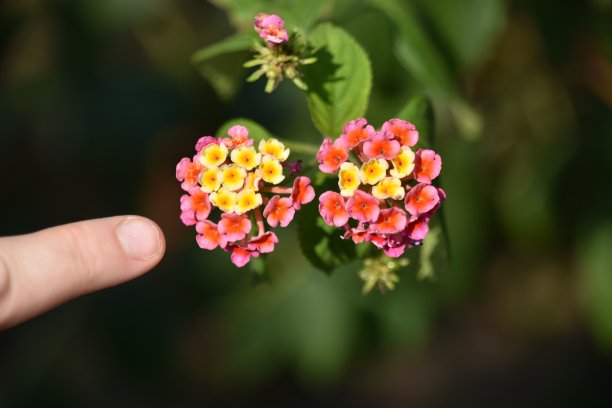 lantana