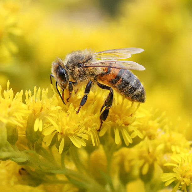 bee