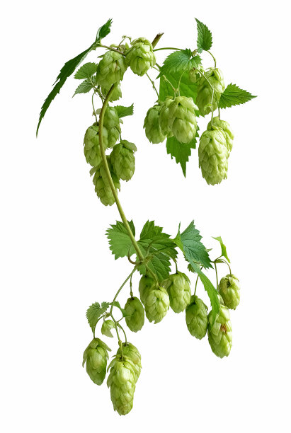bitter