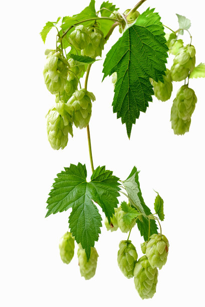 bitter