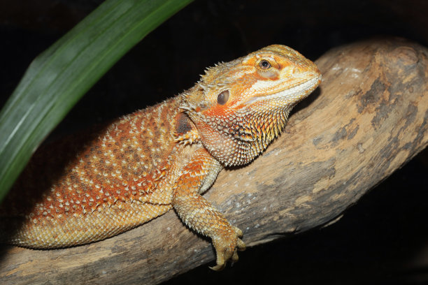 agama