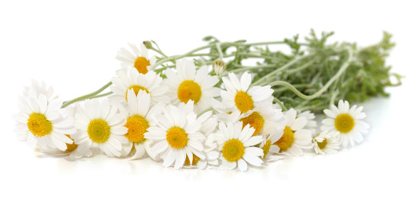 camomiles