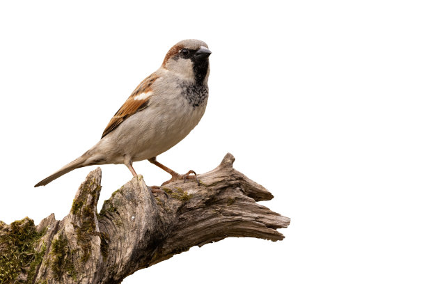 sparrow