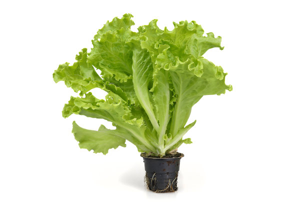 lactuca