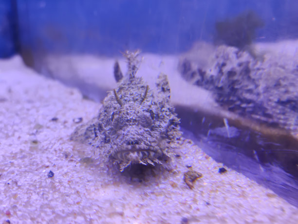 pterois