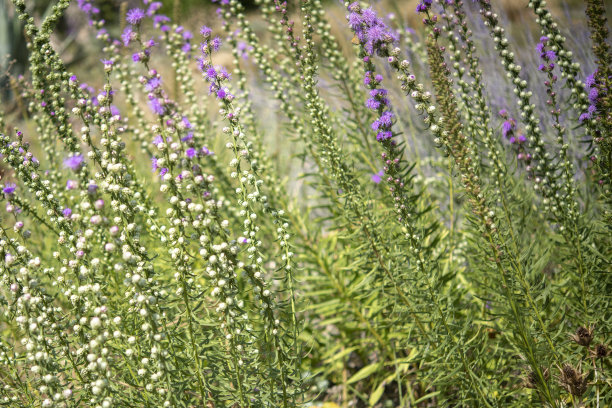 liatris