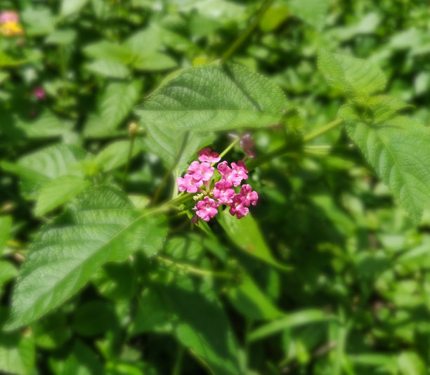 lantana