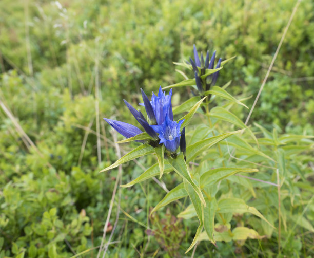 gentian