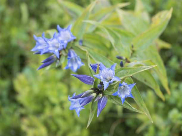 gentian